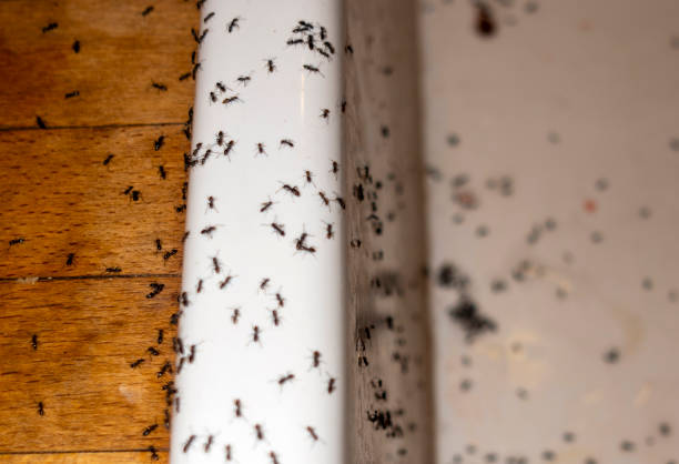 Best Commercial Pest Control Services  in Conyers, GA
