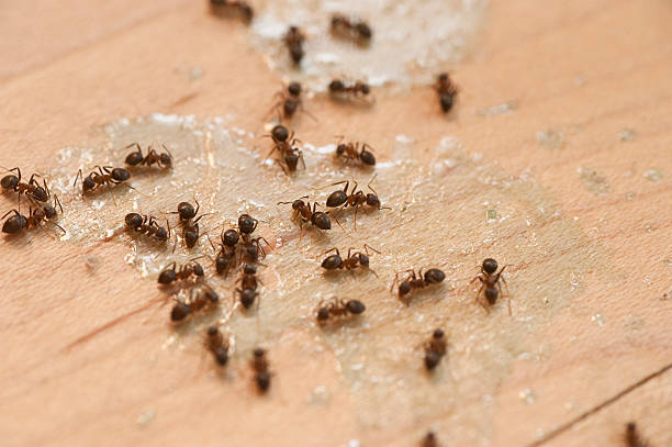 Best Local Pest Control Services  in Conyers, GA